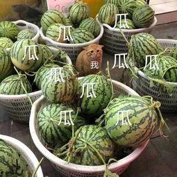 龙坤娱乐吃瓜,吃瓜群众揭秘娱乐圈幕后真相